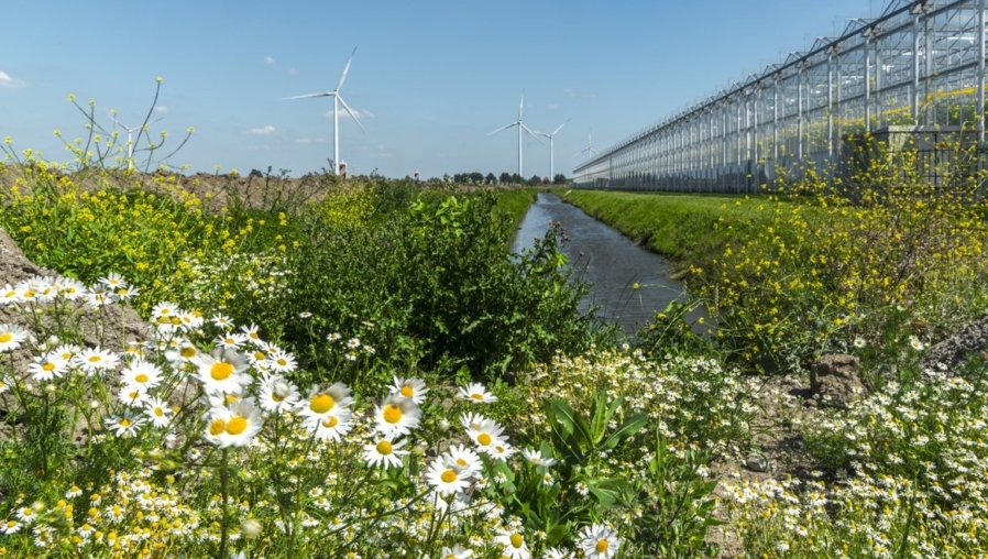 Bloemenweide, groen, natuur