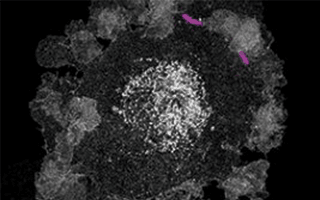 Center for Cell Imaging