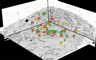 Cell Microscopy Core