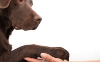 Expertise Centre Animal Genetics