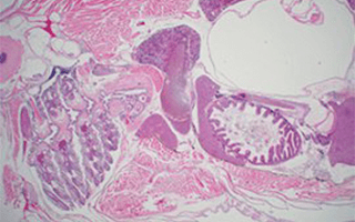 Dutch Molecular Pathology Centre