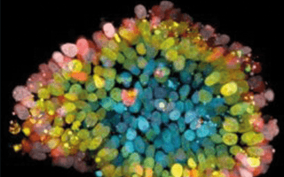 HUB Organoid Technology