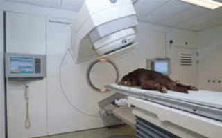 UU Animal Cancer Centre