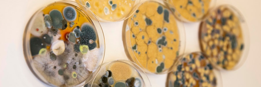 Spring Symposium One Health Mycology