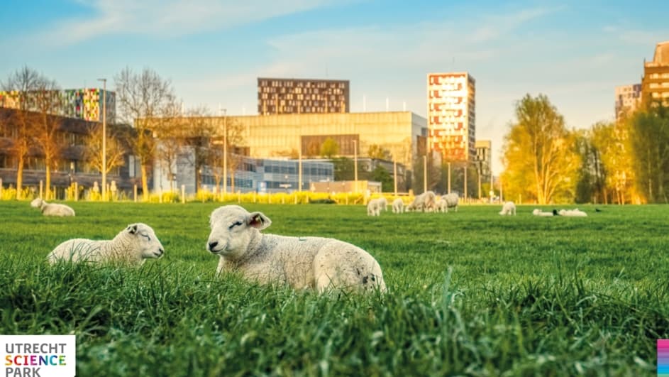 Utrecht Science Park bij zonsopkomst