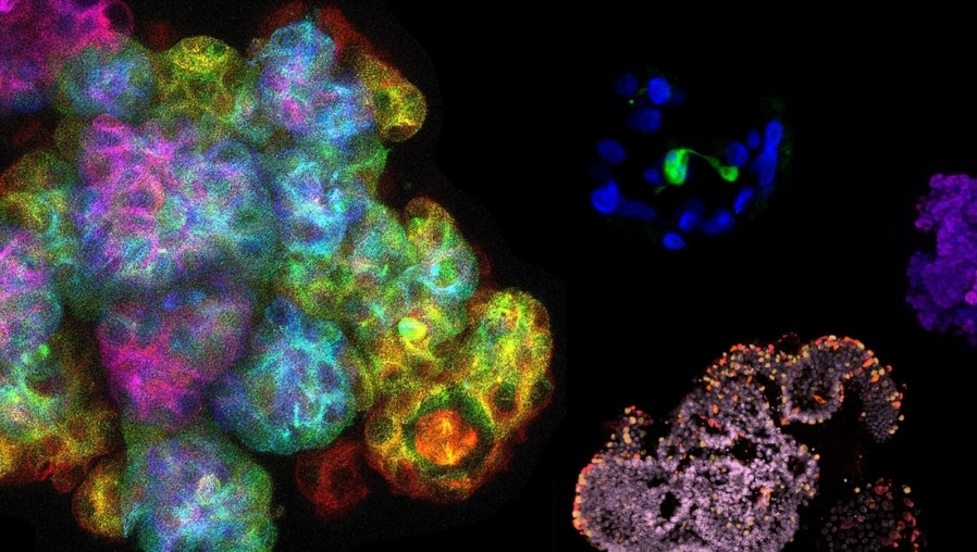 Organoids Utrecht Science Park