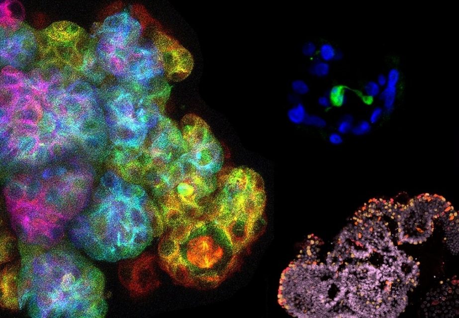 Organoids Utrecht Science Park