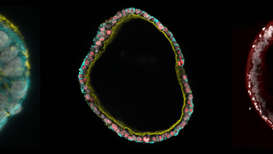 Clevers-Wijnakker-2025-PNAS-header-scaled