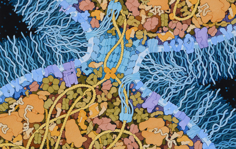 last-universal-common-ancestor