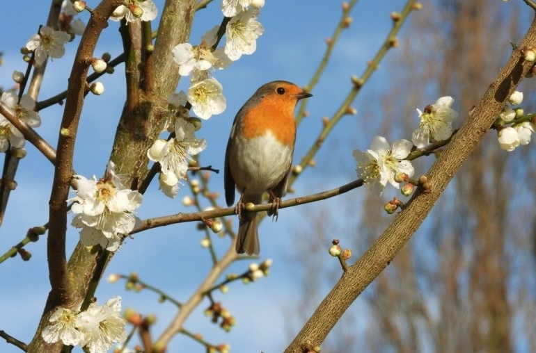 Roodborstje in Prunus mume Wim Jongejan