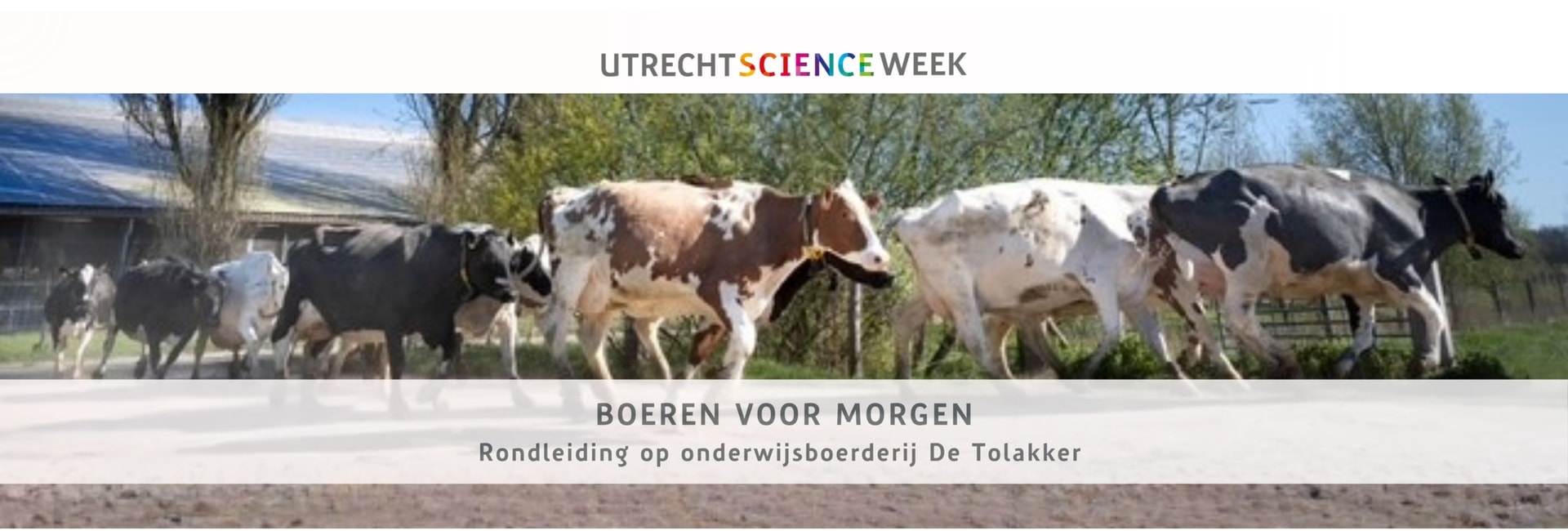 foto van koeien die achter elkaar aan lopen op de boerderij en titel van het evenement, Rondleiding onderwijsboerderij