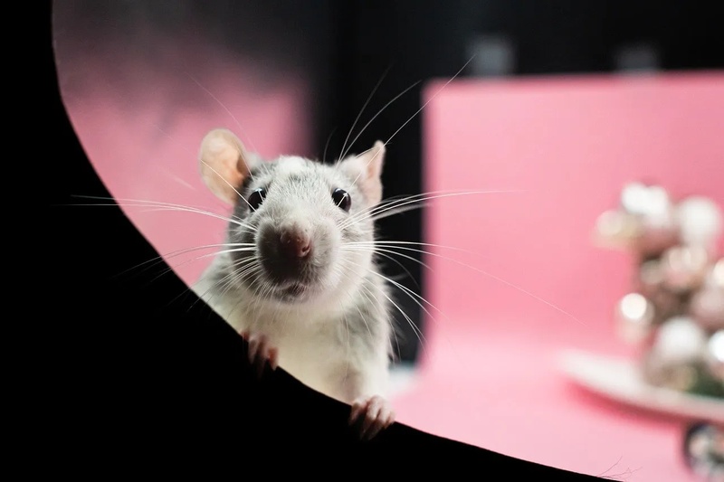 Number of animal experiments at Utrecht University and UMC Utrecht declines further in 2024