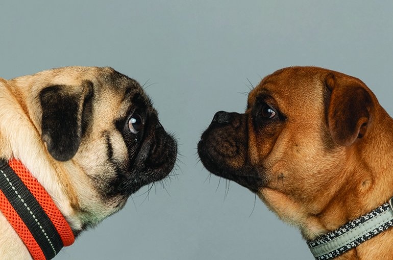 Faculteit Diergeneeskunde UU stelt criteria op om te zien of hond voldoet aan huidige wetgeving